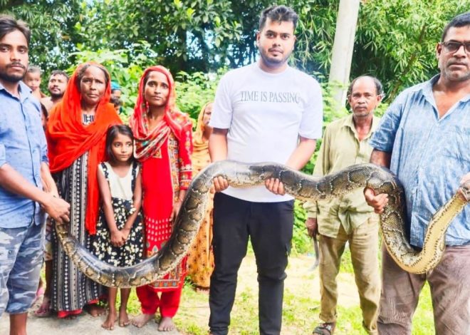 শ্রীমঙ্গলে ২৫ কেজি ওজনের ১৪ ফুট লম্বা অজগর সাপ উদ্ধার
