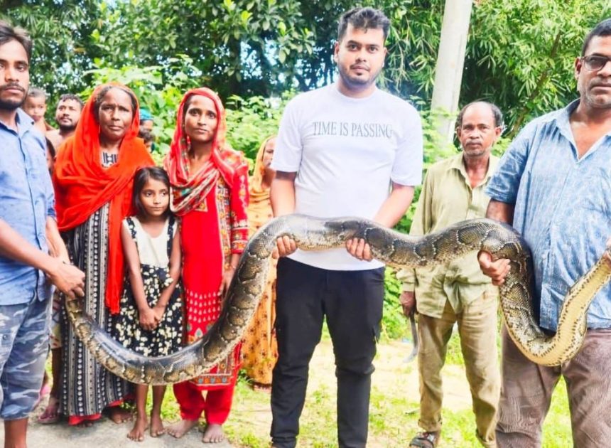 শ্রীমঙ্গলে ২৫ কেজি ওজনের ১৪ ফুট লম্বা অজগর সাপ উদ্ধার